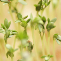 The image of small green plants